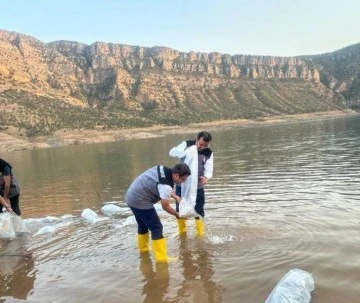 1,3 milyon yavru şabut balığı baraj göllerine bırakıldı