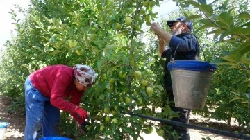 1 milyon 250 bin ton elma rekoltesi bekleniyor