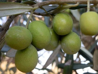 150 bin ton zeytin rekoltesi elde edildi