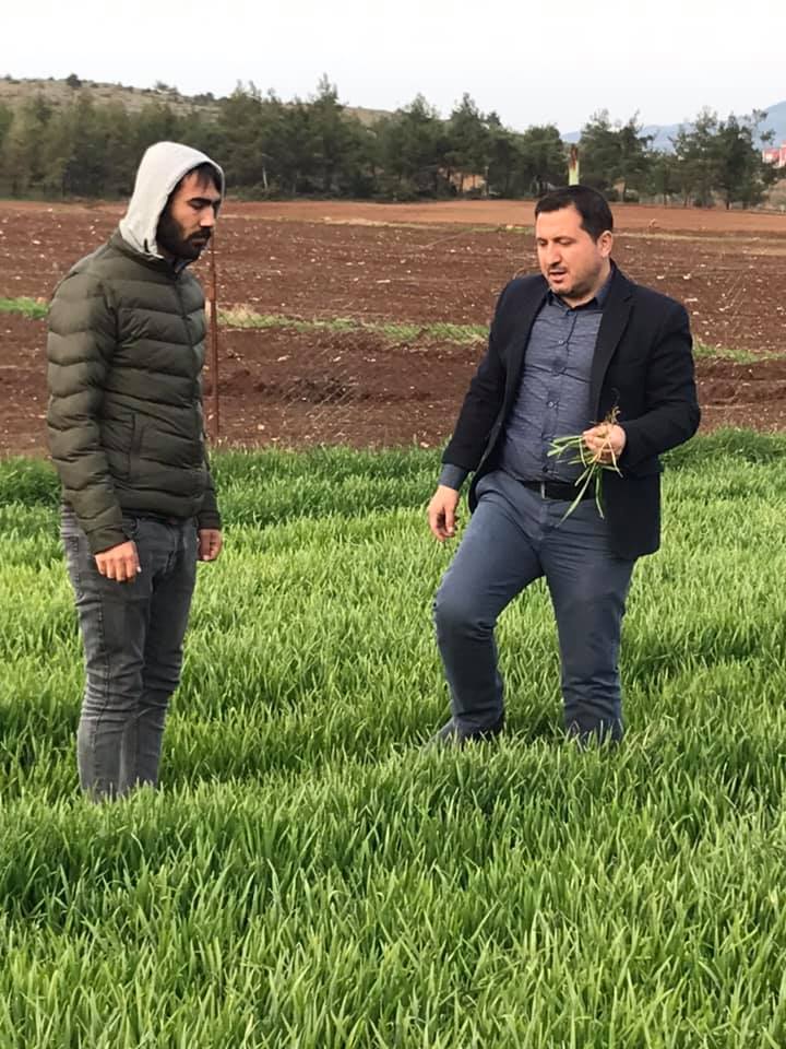 GÜVEN ÖZDEMİR "HUBUBAT'TA SEPTORİA  YAPRAK LEKESİNE DİKKAT ÇEKTİ"