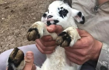 2 gün arayla doğan yavru hayvanlar şaşırttı