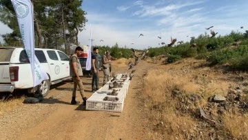 3 yıl içerisinde toplam 2275 adet Keklik’in doğaya salınımı yapıldı