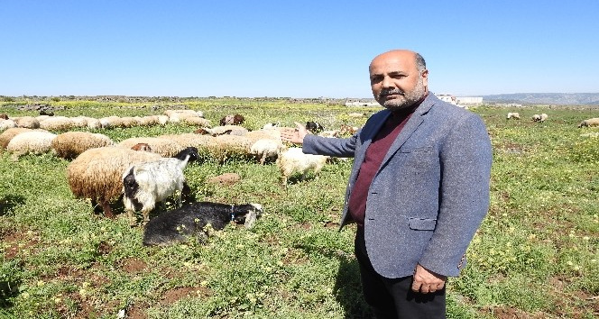 BİTCOİNE YATIRIM YAPANLARA BİR KOYUN ÇAĞRISI