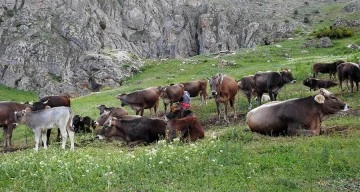 40 bin TL maaşla çoban bulamayınca çözümü nöbetleşmekte buldular