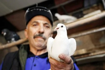 40 yıldır kumrularla çocuk gibi ilgileniyor