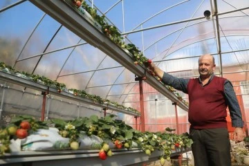 60 metrekarelik serada deneme amaçlı çilek eken depremzede çiftçi, mahsul almayı başardı