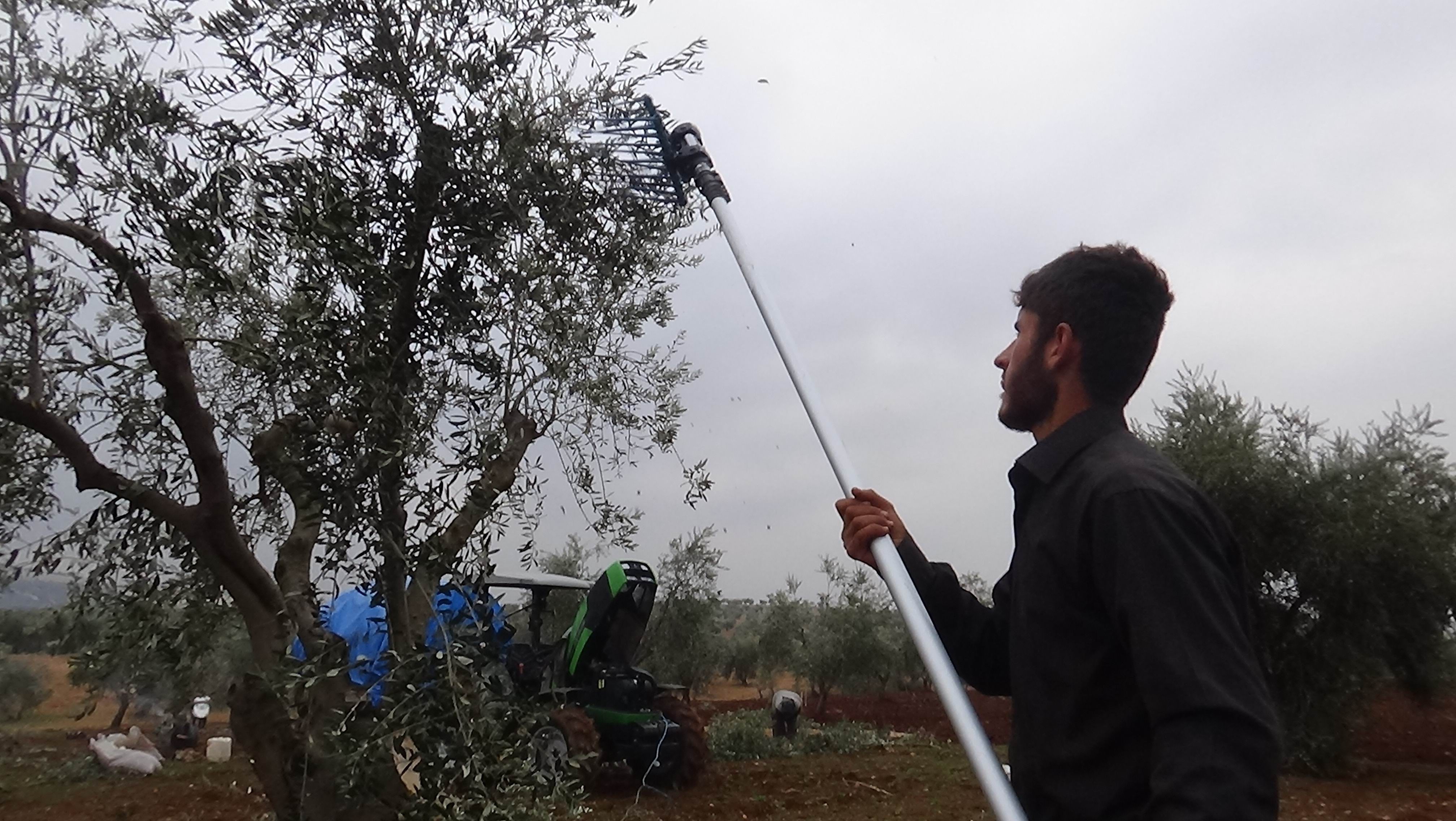 YAĞMUR NEDENİYLE ARA VERİLEN ZEYTİN HASADI YENİDEN BAŞLADI