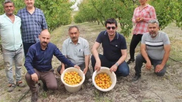 Açık alanda kayısı hasadı başladı