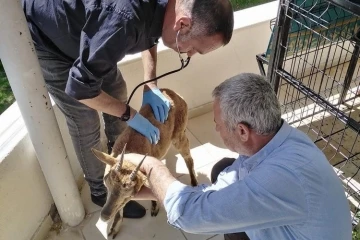 Adıyaman'da yaralı yavru dağ keçisi tedavi altına alındı