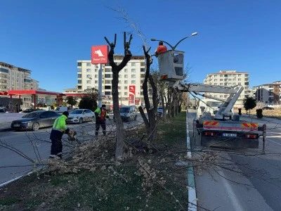 Ağaçlar budanıyor