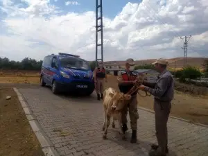 AHIRDAN KAÇAN 2 BUZAĞI 3 GÜN SONRA BULUNDU