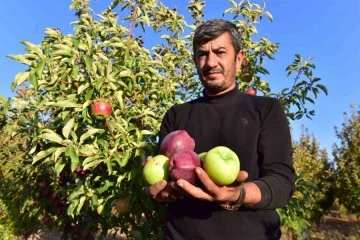 Ahlat elması yurt içi ve yurt dışı pazarında