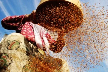 ’Altın susam’ hasadı başladı: En büyük pazar Japonya