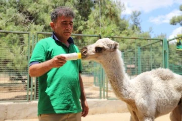 Annesi tarafından terk edilen yavru albino deveye bakıcıları sahip çıktı