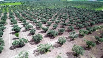 Aşırı yağış zeytini vurdu!