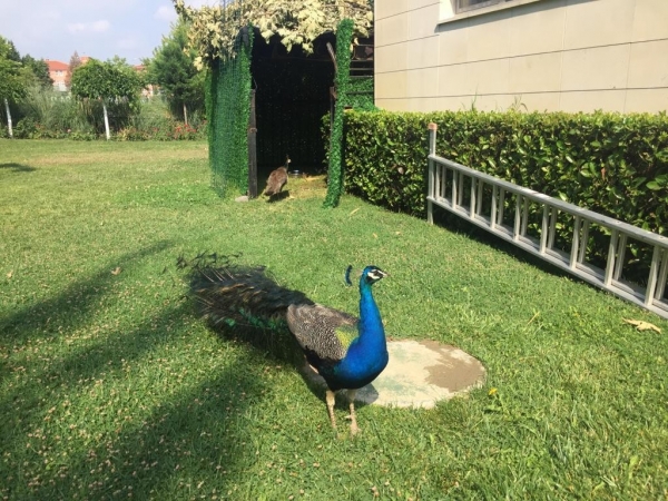 Atatürk Kent Parkı tavus kuşlarıyla renklendi
