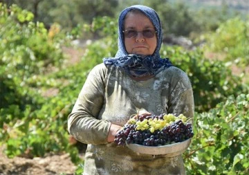 Bağ bozumu başladı