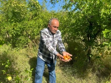 Başkent'in yanı başında yetişen şifa kaynağı: Hünnap