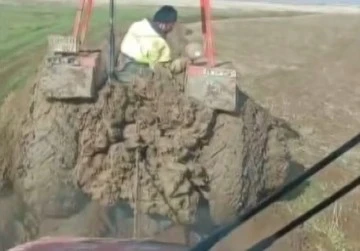 Bataklığa dönen tarlada zorlu hasat