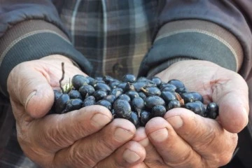 Binbir zahmetle üretiliyor, litresi 180 ila 200 liradan satılıyor