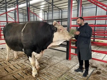 Bu tosunun fiyatı da ağırlığı da bir otomobil kadar: Tam 1,6 ton