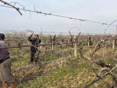 Budanan asmalardan kesilen çubuklar gübreye dönüşüyor