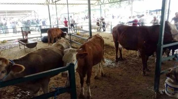 Büyükbaş kurbanlık fiyatları açıklandı