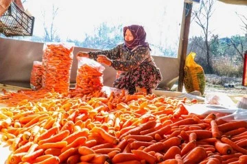 Çakır havucunda hasat başladı