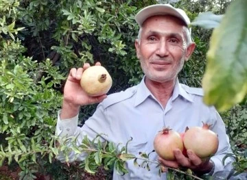 Çekirdeksiz ve dikensiz narın hasadında sona gelindi