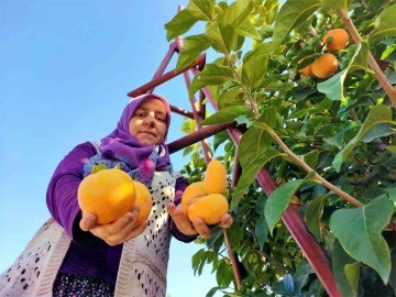 Cennet hurmasında hasat zamanı