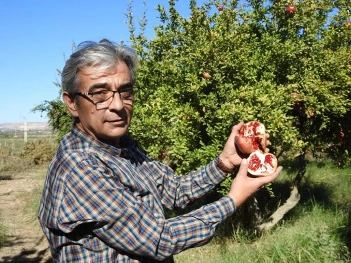 Çiftçiler nar hasadına hazırlanıyor