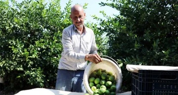 Çiftçiler yeşillenme hastalığına karşı teyakkuzda