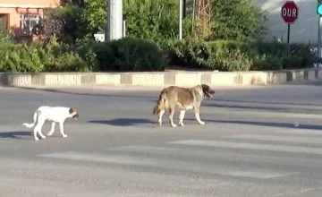 Çocuğa sokak köpekleri saldırdı