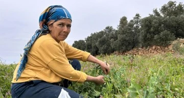 Deprem bölgesinde alternatif ürün olarak üretilen bezelyede hasat başladı