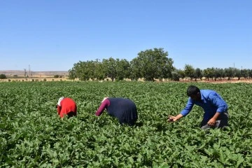 Depremzede çiftçiler toprakla hayata tutunuyor