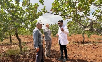 Dolu ve yağmur sonrası ziraat mühendisleri sahaya indi