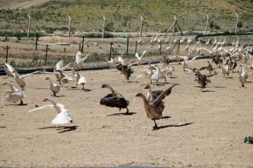 Düşük maliyetle yüksek kazancın yolu, kaz üretimi