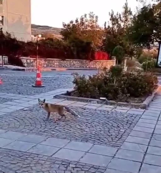 Elazığ'ı tilkiler sardı