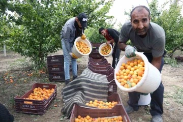 Enkaz kentte kayısı hasadı başladı