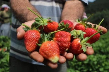 Enkaz kentte yüz güldüren çilek hasadı