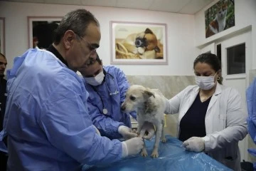 Enkazda sahiplerini kaybeden ‘Afet’ isimli köpeği Gaziantep büyükşehir sahip çıktı!