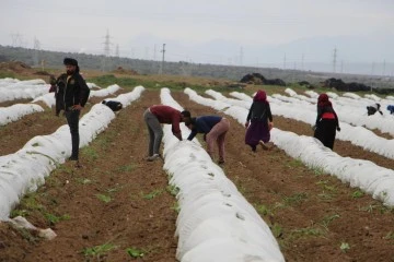 Erkenci karpuzda ilk hasat mayıs sonunda bekleniyor