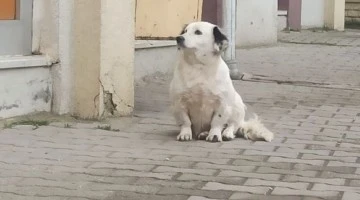 Evi koruması için bulunan köpeği çaldılar