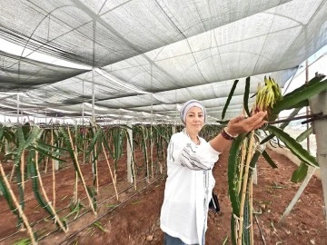 Eyyübiye Sera Kent tropikal meyvede başarıya ulaştı