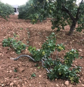 Fırtına Antep fıstığı ağaçlarına zarar verdi