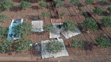 Fıstığın başkentinde hasat heyecanı