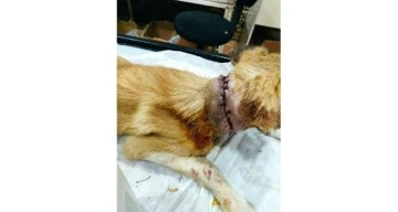 GAZİANTEP’TE BOĞAZI KESİK HALDE KÖPEK BULUNDU