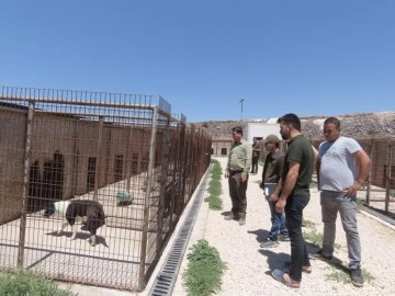 Geçici Hayvan Bakım evinde denetim