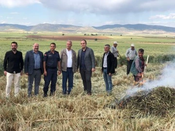 Geleneksel yöntemlerle yapılan firik hasadı başladı