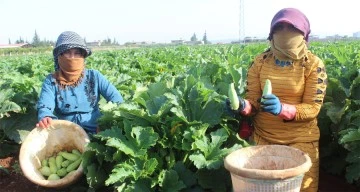 Hasadı başlayan kabak tarlada 12 TL’ye satılıyor